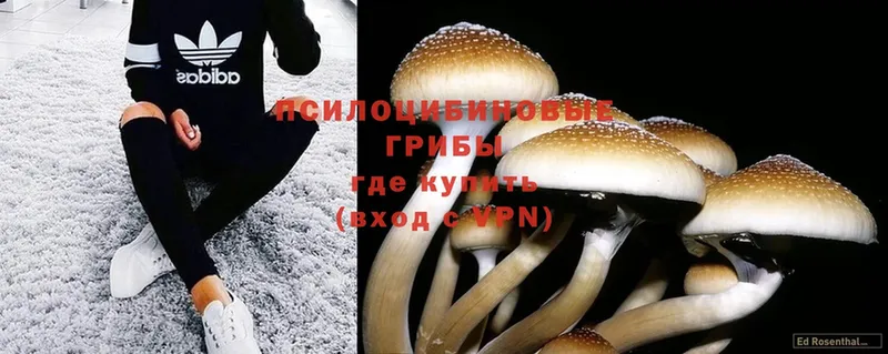 Псилоцибиновые грибы Magic Shrooms  Уссурийск 